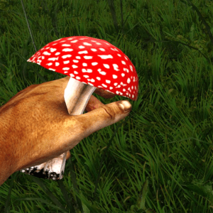 Red_poisonous_mushroom_in_the_hand