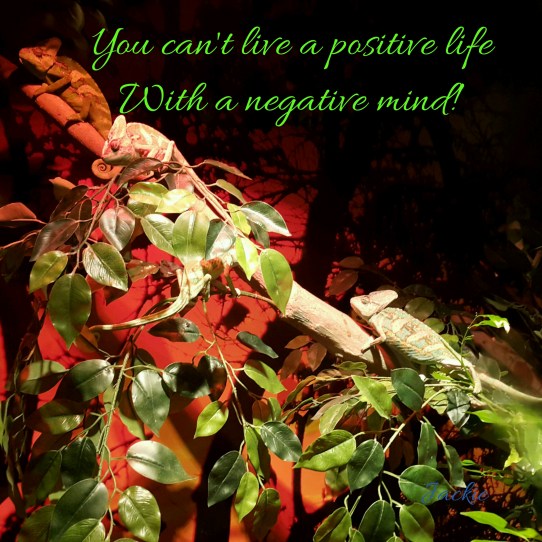 You can't live a positive life with a negative mind. How many chameleons can you see?