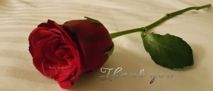 Rose[1]