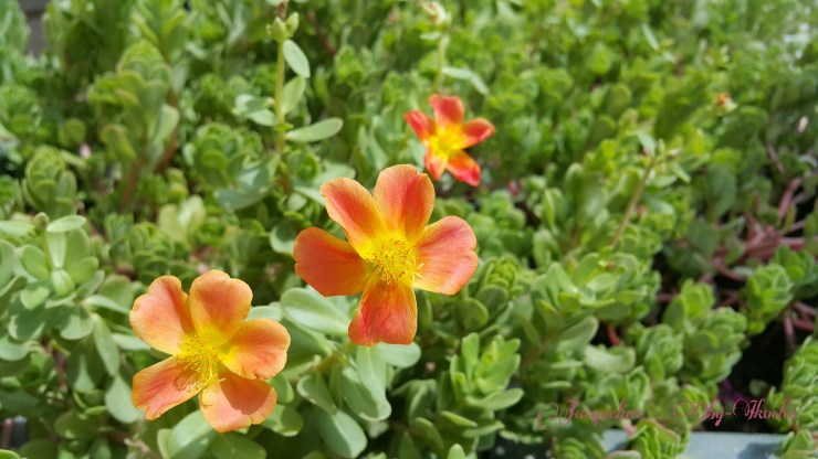 picsart_09-17-09-04-261