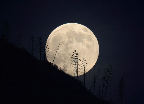 Image result for images of full moon and hunter