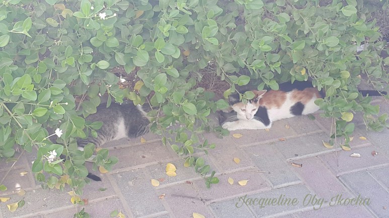 picsart_10-04-10-05-351