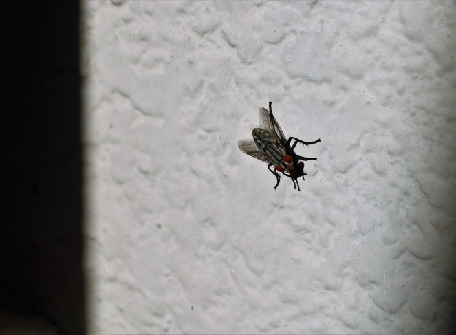 Fly, photograph, beauty in mundane things