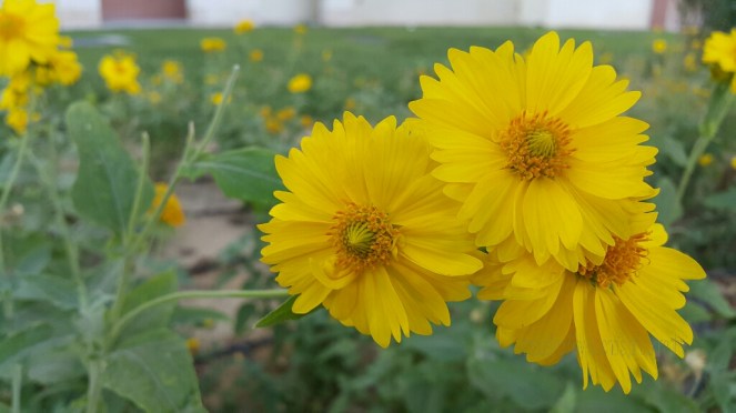 Yellow, Blossoms, Flower, Nature