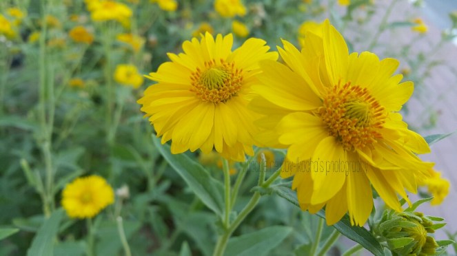Yellow, Blossoms, Flower, Nature