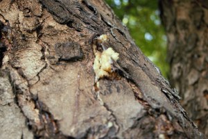 Tree Sap