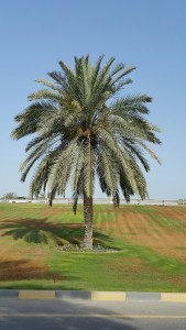 Earth, Date Palm Tree, Nature, Giving, Mother Earth, Fullness