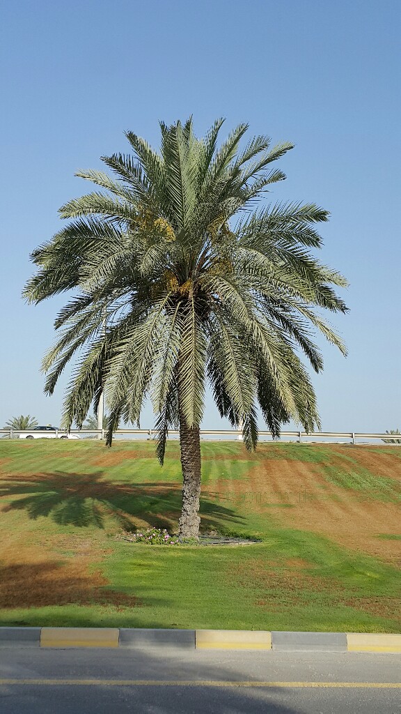 Earth, Date Palm Tree, Nature, Giving, Mother Earth, Fullness