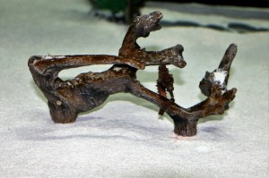 Seahorse, Nature, Sea Life, Photography