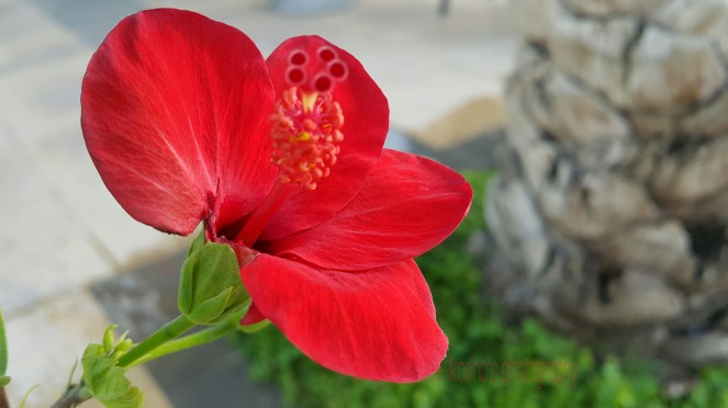 flower photography, beautiful, nature, hibiscus, photography, flora
