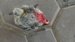 Hurt, Pain, Young Ones, Killing, Duckling, Poetry, Harsh Reality, Life