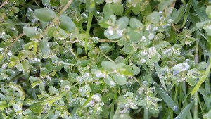 grass, dew drops, nature, life, transient, microcosm, poetry, photograph