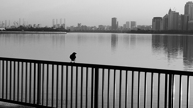 Bird, Waterside, Monochrome, Cityscape, Photograph