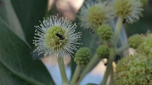 Photographs, flower, blossom, ant