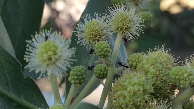 ants, flowers, photographs, micro-moments, nature