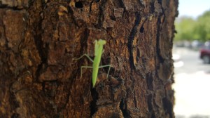 Nature, insects, life, quote, photograph