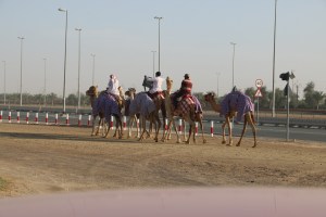 Migratory, Transient, Nomads, Camels