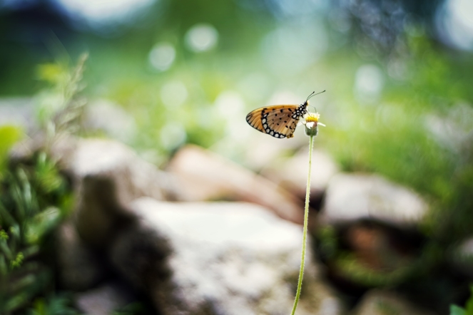 Butterfly, Dandelion