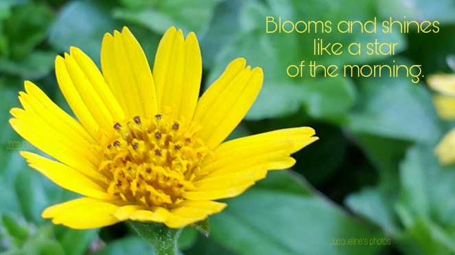 Sunflower, Bloom, Pretty, Haiku, Photography