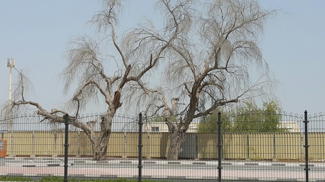 Bare Tree, Photograph, Dry Season, Sparse, Life cycle