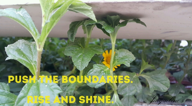 quotes, flowers, push the boundaries, success, growth, motivation, inspiration, resilience