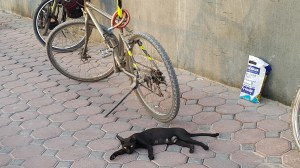 Cat, Lazy, Photography, Sprawled, Heat,