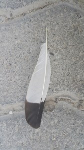 Bird Plume, Feather, Pigeon, Nature