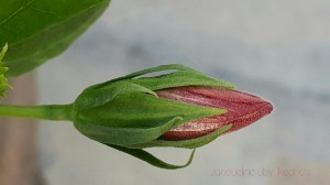 Hibiscus Flower, Bud, Bloom, Photography, Photo Quotes