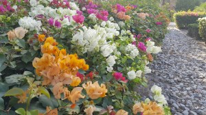 Flowers, Bougainvillea, Blooms