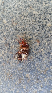 Lessons from ants, working together, benefits of working together, cooperation, teamwork, nature