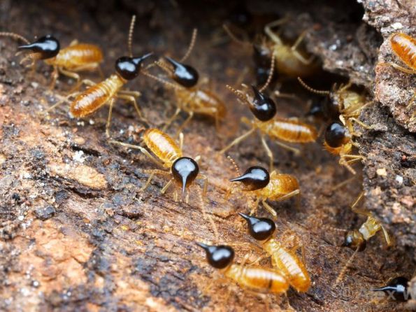 insects, log, poetry, social critic, politics, immigration