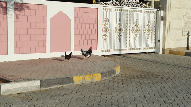 Picture story, Why did the chicken cross the road, nature, poultry