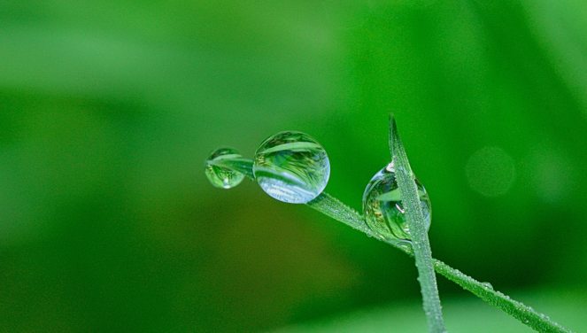 Dew Drop